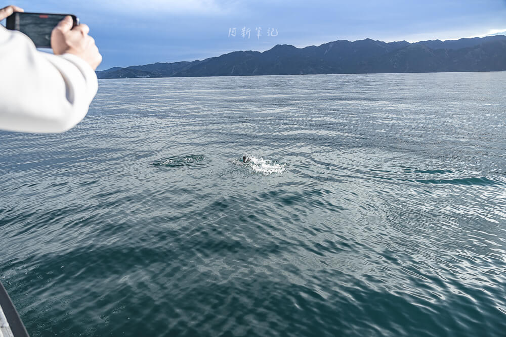 Whale Watch Kaikoura,凱庫拉賞鯨,Kaikoura賞鯨行程,紐西蘭賞鯨,紐西蘭海上活動,Kaikoura旅遊推薦,紐西蘭必玩體驗,凱庫拉自由行,紐西蘭行程推薦,Kaikoura野生動物,紐西蘭賞鯨公司,紐西蘭動物景點,凱庫拉景點推薦,Kaikoura看鯨魚,紐西蘭看鯨魚,賞鯨船推薦,凱庫拉必去景點,紐西蘭自然體驗,紐西蘭親子旅遊,紐西蘭自駕行程 Whale Watch Kaikoura,凱庫拉賞鯨,Kaikoura賞鯨行程,紐西蘭賞鯨,紐西蘭海上活動,Kaikoura旅遊推薦,紐西蘭必玩體驗,凱庫拉自由行,紐西蘭行程推薦,Kaikoura野生動物,紐西蘭賞鯨公司,紐西蘭動物景點,凱庫拉景點推薦,Kaikoura看鯨魚,紐西蘭看鯨魚,賞鯨船推薦,凱庫拉必去景點,紐西蘭自然體驗,紐西蘭親子旅遊,紐西蘭自駕行程