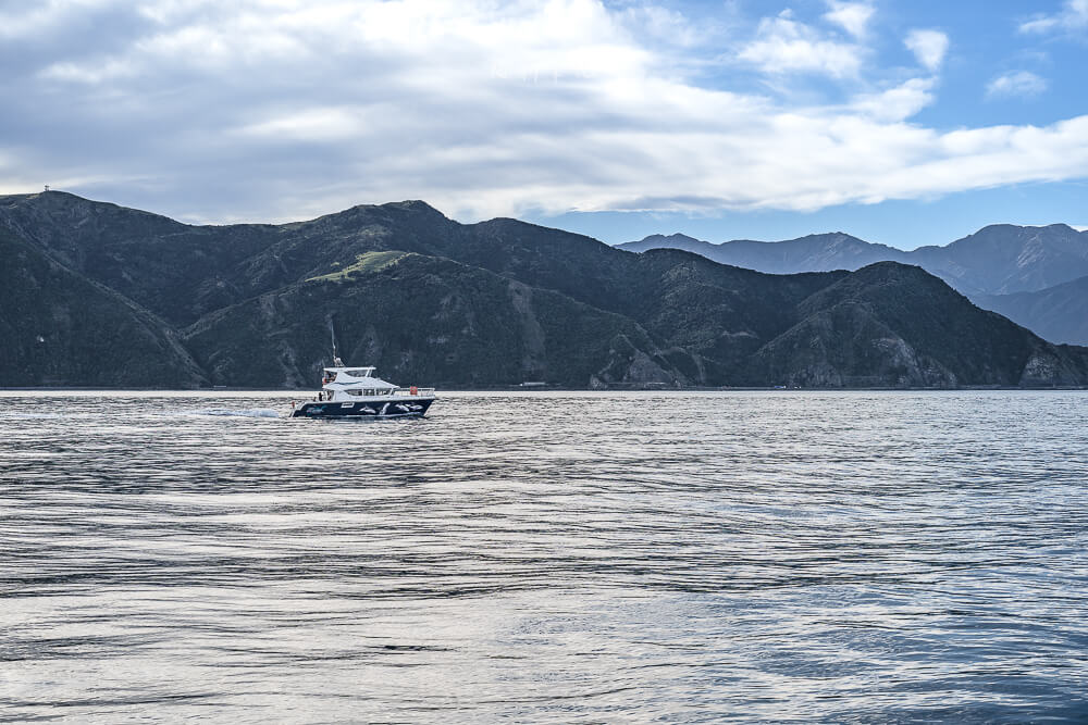 Whale Watch Kaikoura,凱庫拉賞鯨,Kaikoura賞鯨行程,紐西蘭賞鯨,紐西蘭海上活動,Kaikoura旅遊推薦,紐西蘭必玩體驗,凱庫拉自由行,紐西蘭行程推薦,Kaikoura野生動物,紐西蘭賞鯨公司,紐西蘭動物景點,凱庫拉景點推薦,Kaikoura看鯨魚,紐西蘭看鯨魚,賞鯨船推薦,凱庫拉必去景點,紐西蘭自然體驗,紐西蘭親子旅遊,紐西蘭自駕行程 Whale Watch Kaikoura,凱庫拉賞鯨,Kaikoura賞鯨行程,紐西蘭賞鯨,紐西蘭海上活動,Kaikoura旅遊推薦,紐西蘭必玩體驗,凱庫拉自由行,紐西蘭行程推薦,Kaikoura野生動物,紐西蘭賞鯨公司,紐西蘭動物景點,凱庫拉景點推薦,Kaikoura看鯨魚,紐西蘭看鯨魚,賞鯨船推薦,凱庫拉必去景點,紐西蘭自然體驗,紐西蘭親子旅遊,紐西蘭自駕行程