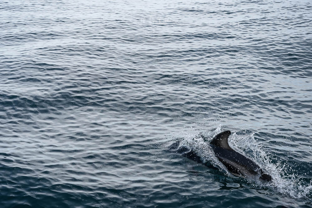 Whale Watch Kaikoura,凱庫拉賞鯨,Kaikoura賞鯨行程,紐西蘭賞鯨,紐西蘭海上活動,Kaikoura旅遊推薦,紐西蘭必玩體驗,凱庫拉自由行,紐西蘭行程推薦,Kaikoura野生動物,紐西蘭賞鯨公司,紐西蘭動物景點,凱庫拉景點推薦,Kaikoura看鯨魚,紐西蘭看鯨魚,賞鯨船推薦,凱庫拉必去景點,紐西蘭自然體驗,紐西蘭親子旅遊,紐西蘭自駕行程 Whale Watch Kaikoura,凱庫拉賞鯨,Kaikoura賞鯨行程,紐西蘭賞鯨,紐西蘭海上活動,Kaikoura旅遊推薦,紐西蘭必玩體驗,凱庫拉自由行,紐西蘭行程推薦,Kaikoura野生動物,紐西蘭賞鯨公司,紐西蘭動物景點,凱庫拉景點推薦,Kaikoura看鯨魚,紐西蘭看鯨魚,賞鯨船推薦,凱庫拉必去景點,紐西蘭自然體驗,紐西蘭親子旅遊,紐西蘭自駕行程