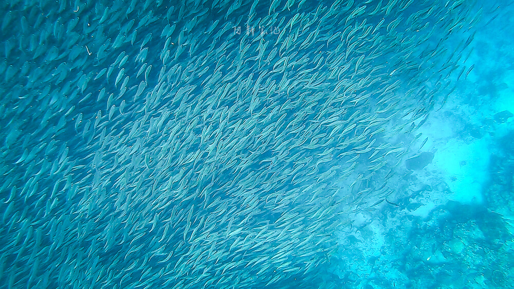 墨寶沙丁魚,沙丁魚風暴,墨寶沙丁魚風暴,墨寶沙丁魚時間,墨寶沙丁魚地點,墨寶沙丁魚英文,墨寶沙丁魚潛水,墨寶沙丁魚行程,宿霧墨寶沙丁魚,宿霧沙丁魚風暴季節,Sardins Storm at Moalboal