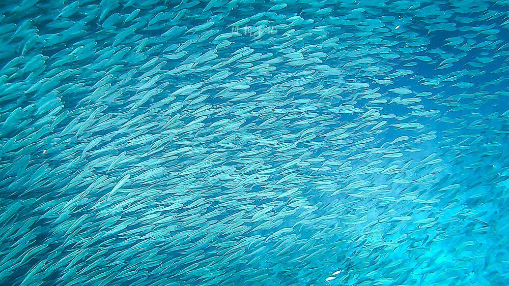 墨寶沙丁魚,沙丁魚風暴,墨寶沙丁魚風暴,墨寶沙丁魚時間,墨寶沙丁魚地點,墨寶沙丁魚英文,墨寶沙丁魚潛水,墨寶沙丁魚行程,宿霧墨寶沙丁魚,宿霧沙丁魚風暴季節,Sardins Storm at Moalboal