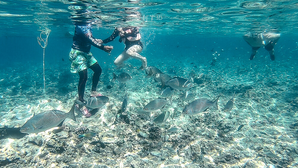 墨寶海龜,墨寶行程,墨寶浮潛,宿霧旅遊