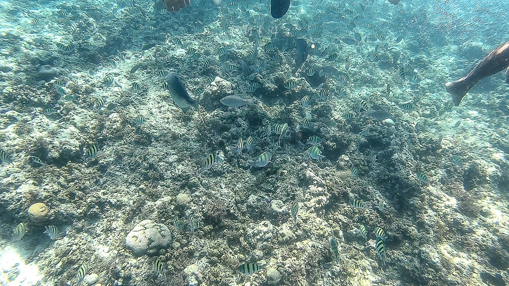 墨寶海龜,墨寶行程,墨寶浮潛,宿霧旅遊