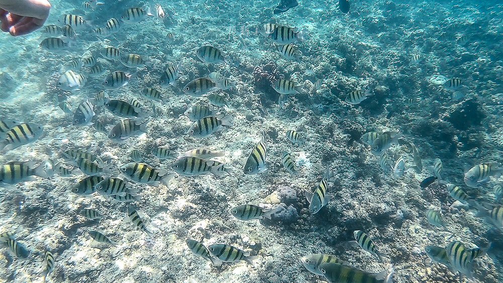 墨寶海龜,墨寶行程,墨寶浮潛,宿霧旅遊