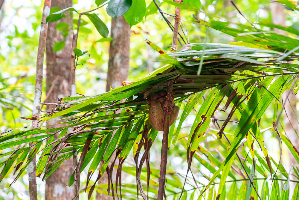 Bohol Tarsier Conservation Area,眼鏡猴保護區,薄荷島 眼鏡猴保護區,宿霧景點,眼鏡猴,菲律賓,菲律賓景點,薄荷島動物園,薄荷島景點