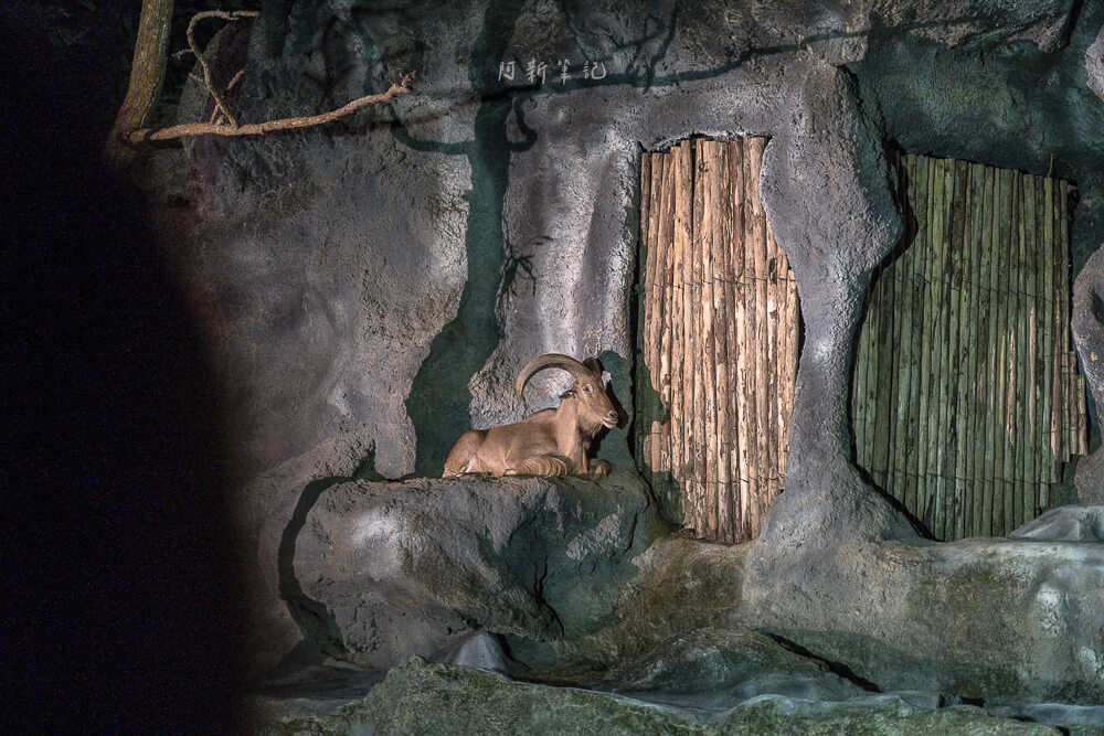 清邁夜間動物園,清邁景點,清邁旅遊,夜間動物園,Chiang Mai Night Safari,清邁親子景點