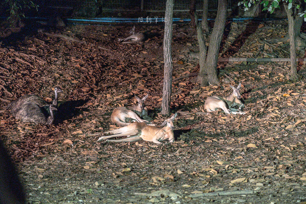 清邁夜間動物園,清邁景點,清邁旅遊,夜間動物園,Chiang Mai Night Safari,清邁親子景點