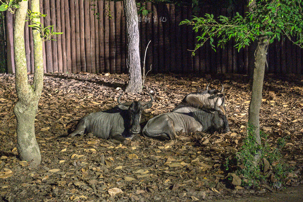 清邁夜間動物園,清邁景點,清邁旅遊,夜間動物園,Chiang Mai Night Safari,清邁親子景點