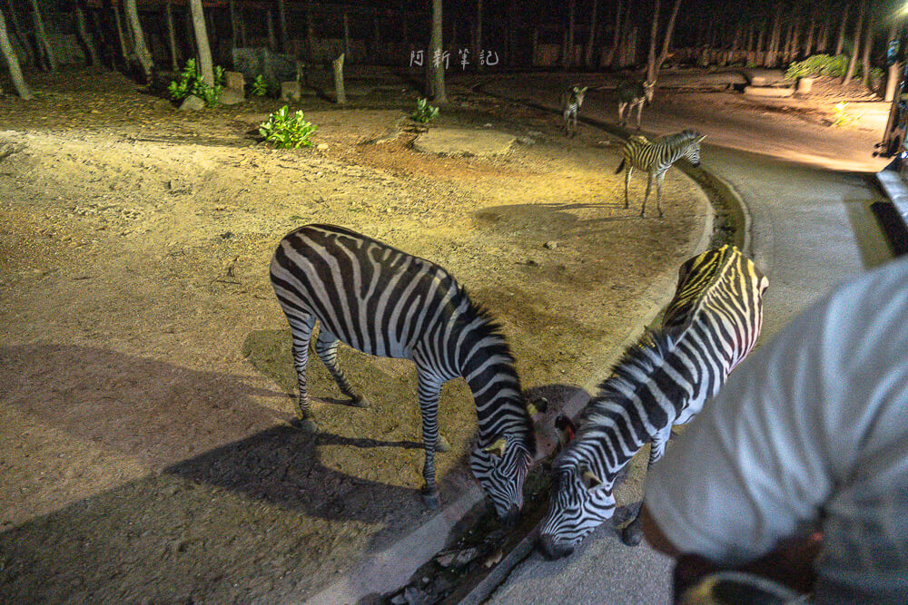 清邁夜間動物園,清邁景點,清邁旅遊,夜間動物園,Chiang Mai Night Safari,清邁親子景點