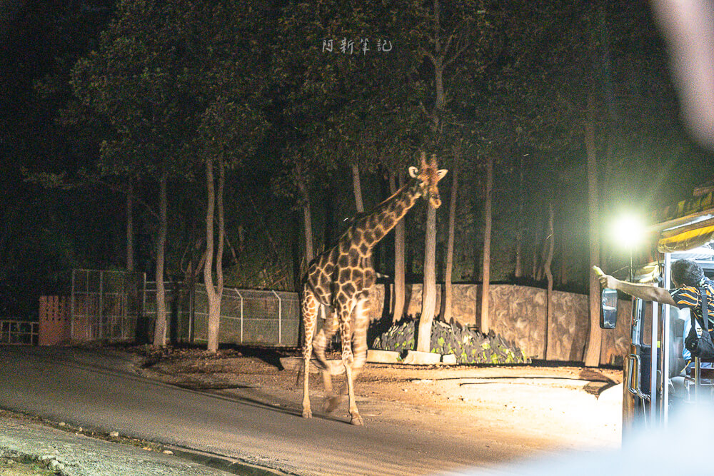 清邁夜間動物園,清邁景點,清邁旅遊,夜間動物園,Chiang Mai Night Safari,清邁親子景點
