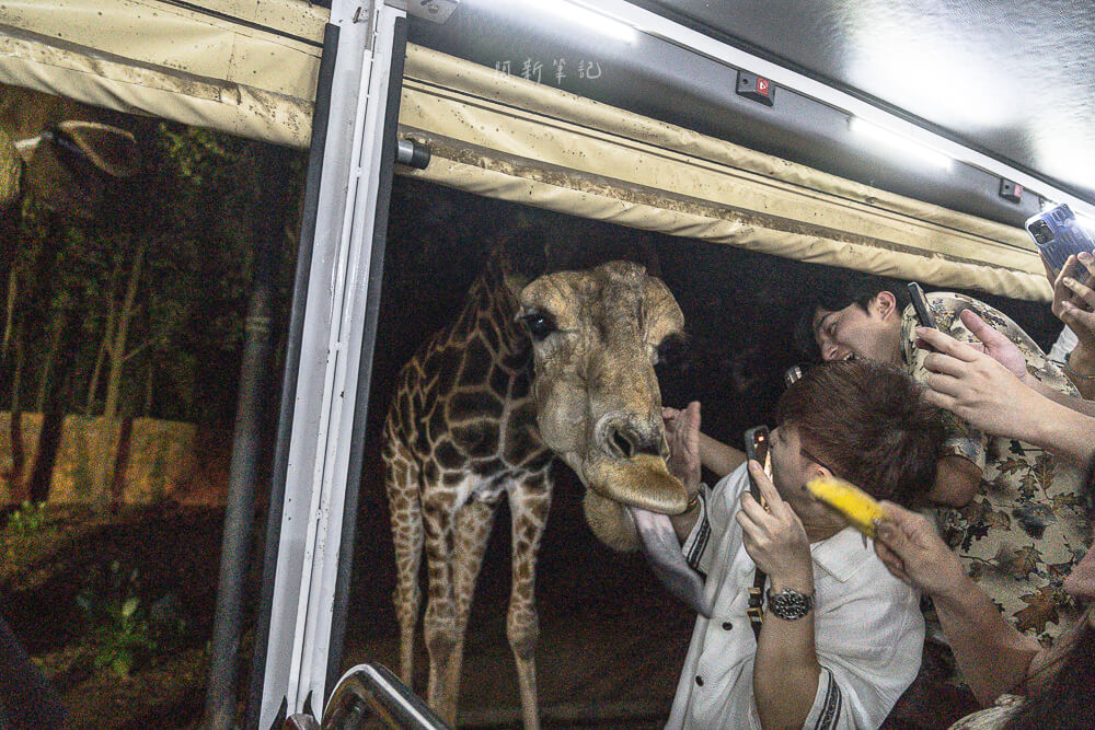 清邁夜間動物園,清邁景點,清邁旅遊,夜間動物園,Chiang Mai Night Safari,清邁親子景點