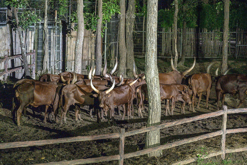 清邁夜間動物園,清邁景點,清邁旅遊,夜間動物園,Chiang Mai Night Safari,清邁親子景點