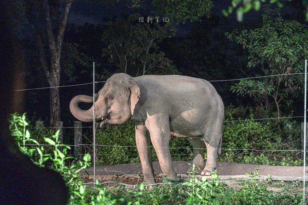 清邁夜間動物園,清邁景點,清邁旅遊,夜間動物園,Chiang Mai Night Safari,清邁親子景點