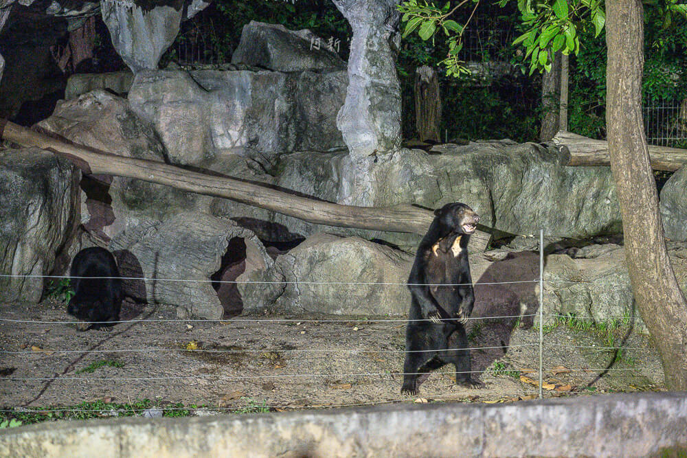 清邁夜間動物園,清邁景點,清邁旅遊,夜間動物園,Chiang Mai Night Safari,清邁親子景點
