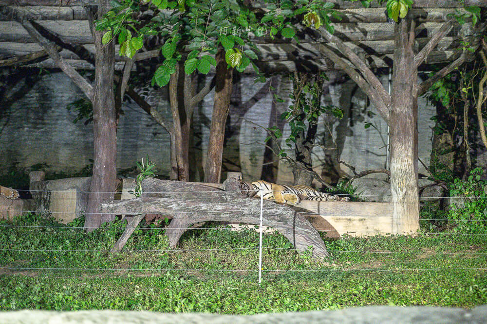 清邁夜間動物園,清邁景點,清邁旅遊,夜間動物園,Chiang Mai Night Safari,清邁親子景點