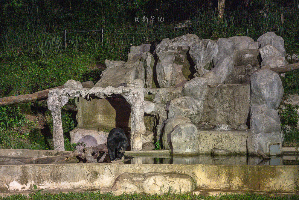 清邁夜間動物園,清邁景點,清邁旅遊,夜間動物園,Chiang Mai Night Safari,清邁親子景點