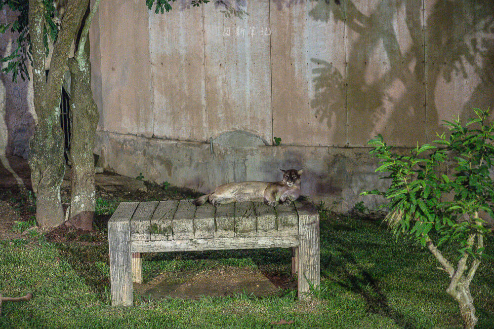 清邁夜間動物園,清邁景點,清邁旅遊,夜間動物園,Chiang Mai Night Safari,清邁親子景點