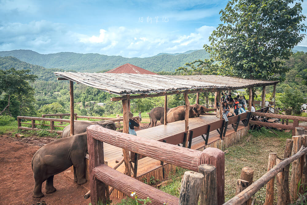 Elefin Farm and Cafe,清邁大象,大象友善營,清邁咖啡廳,清邁景點,泰國清邁,清邁旅遊