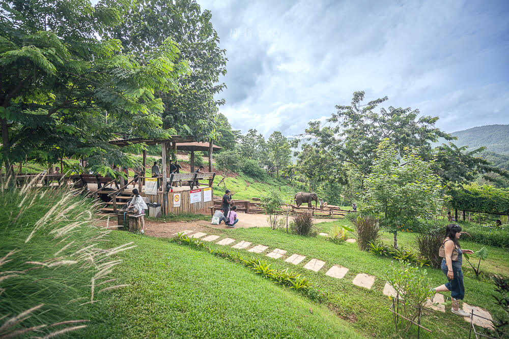 Elefin Farm and Cafe,清邁大象,大象友善營,清邁咖啡廳,清邁景點,泰國清邁,清邁旅遊