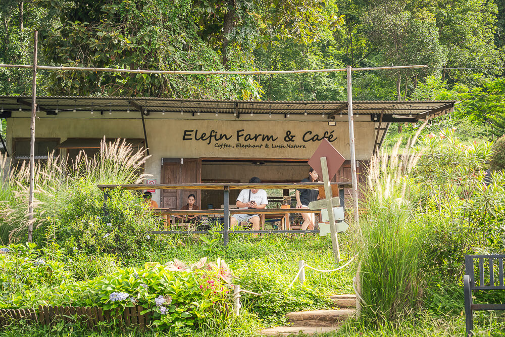 Elefin Farm and Cafe,清邁大象,大象友善營,清邁咖啡廳,清邁景點,泰國清邁,清邁旅遊