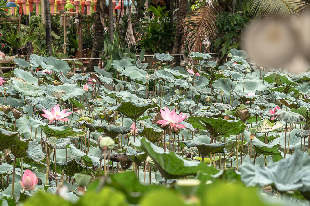 Mama noi Thai Cookery School,泰式料理課程,清邁廚藝學校,清邁旅遊,泰國菜教學,清邁景點