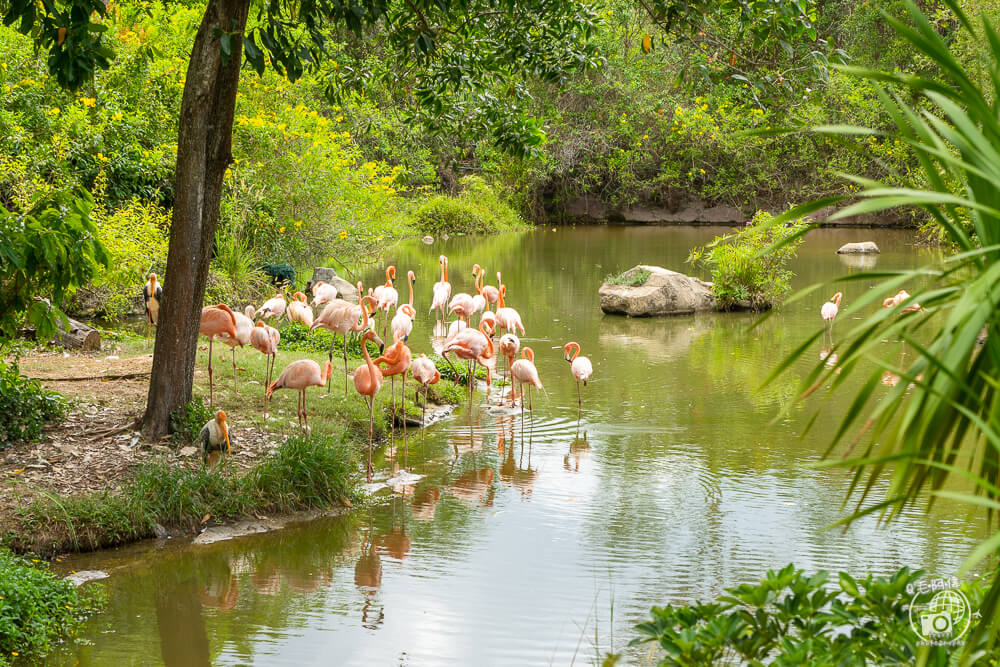 珍珠野生動物園,Vinpearl Safari Phu Quoc,富國島珍珠野生動物園,富國島景點,富國島北部景點,富國島動物園,富國島必去,富國島旅遊,富國島自由行