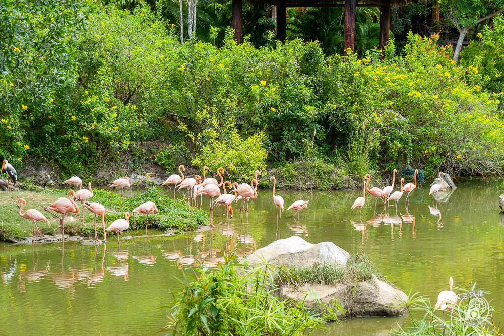 珍珠野生動物園,Vinpearl Safari Phu Quoc,富國島珍珠野生動物園,富國島景點,富國島北部景點,富國島動物園,富國島必去,富國島旅遊,富國島自由行