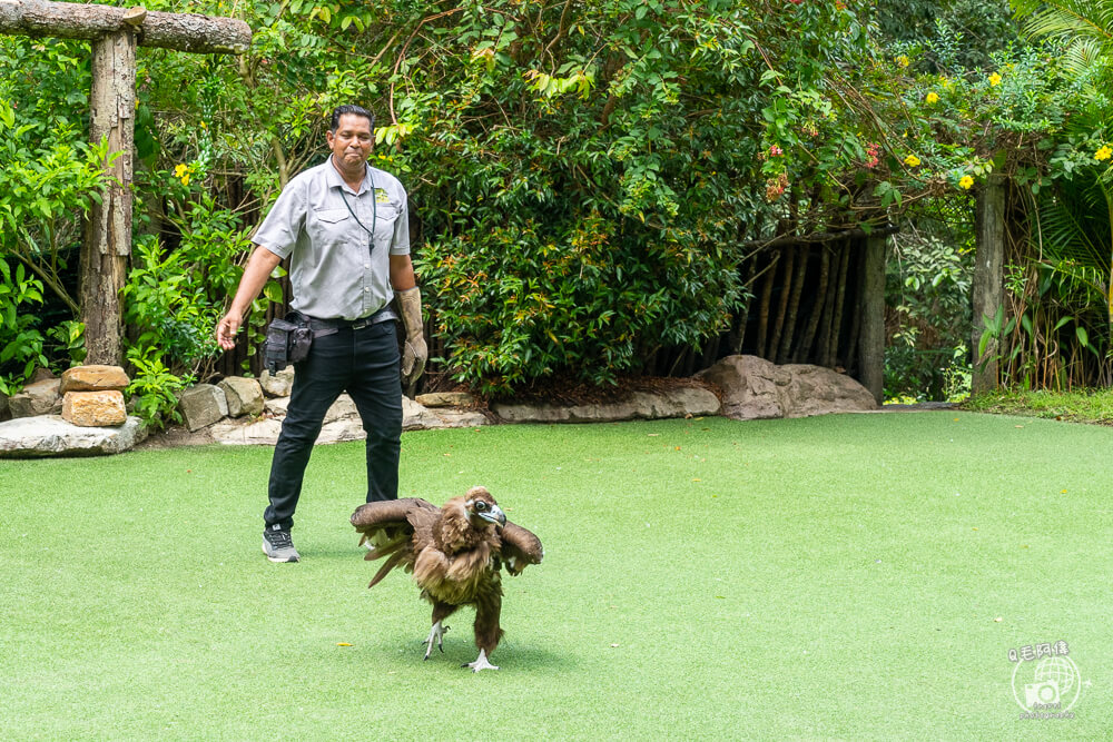 珍珠野生動物園,Vinpearl Safari Phu Quoc,富國島珍珠野生動物園,富國島景點,富國島北部景點,富國島動物園,富國島必去,富國島旅遊,富國島自由行