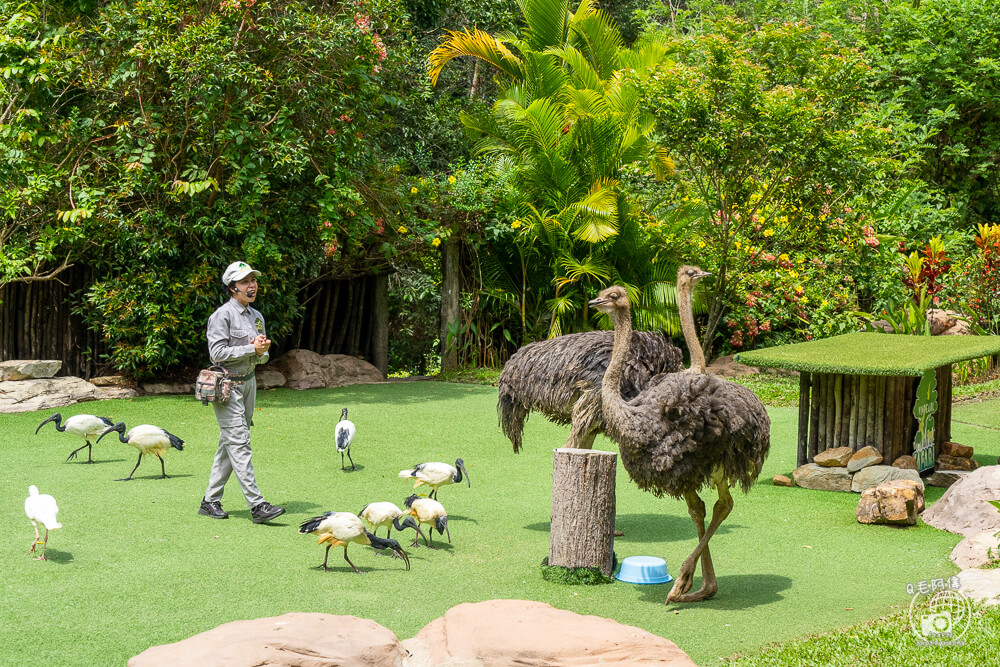 珍珠野生動物園,Vinpearl Safari Phu Quoc,富國島珍珠野生動物園,富國島景點,富國島北部景點,富國島動物園,富國島必去,富國島旅遊,富國島自由行