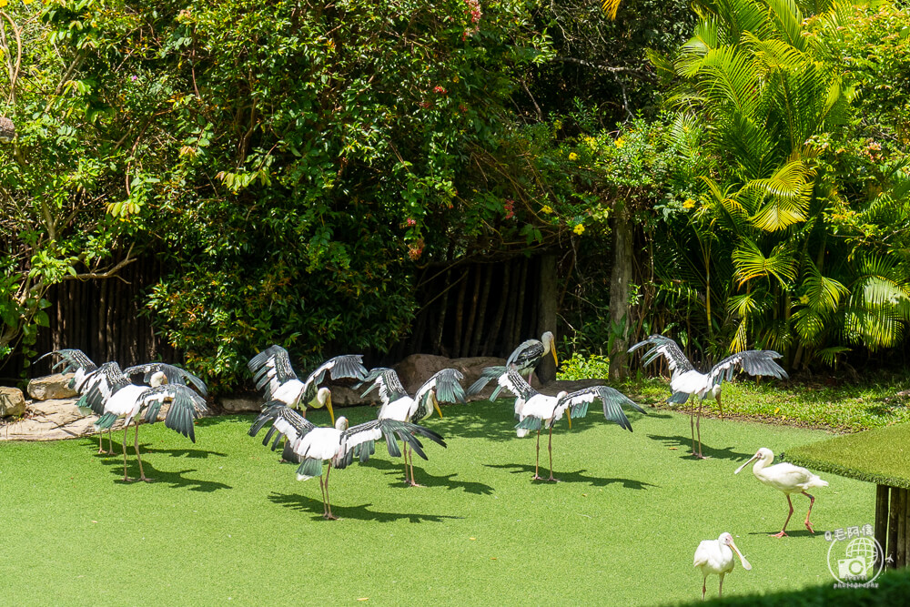 珍珠野生動物園,Vinpearl Safari Phu Quoc,富國島珍珠野生動物園,富國島景點,富國島北部景點,富國島動物園,富國島必去,富國島旅遊,富國島自由行