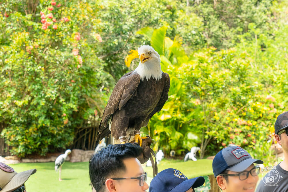 珍珠野生動物園,Vinpearl Safari Phu Quoc,富國島珍珠野生動物園,富國島景點,富國島北部景點,富國島動物園,富國島必去,富國島旅遊,富國島自由行