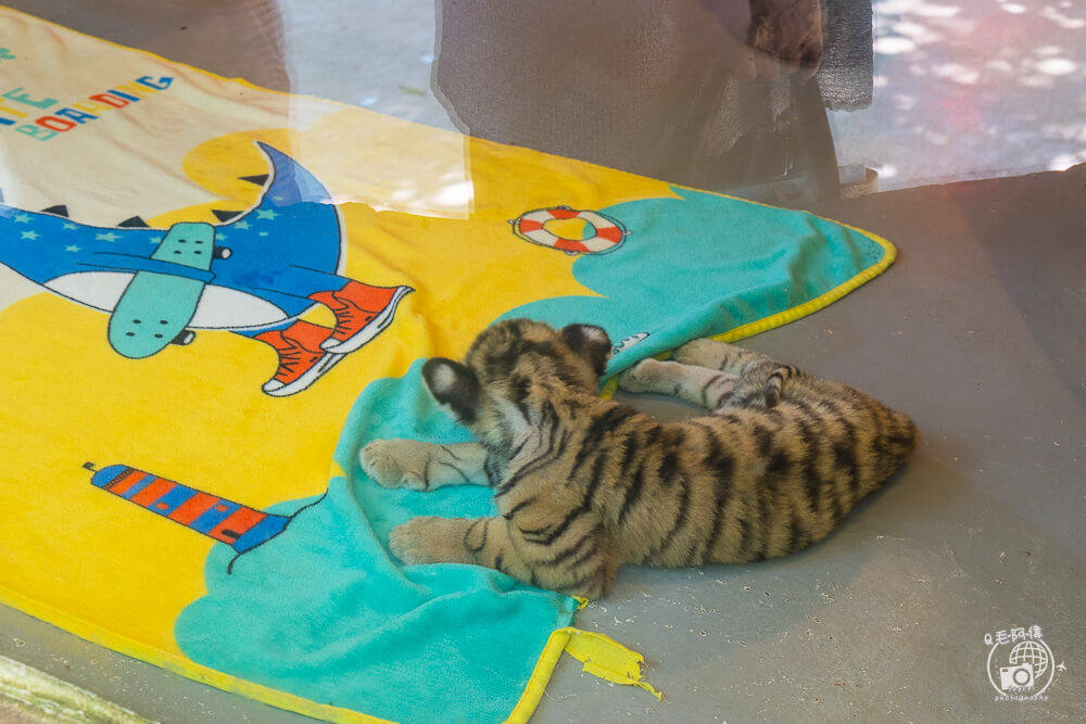 珍珠野生動物園,Vinpearl Safari Phu Quoc,富國島珍珠野生動物園,富國島景點,富國島北部景點,富國島動物園,富國島必去,富國島旅遊,富國島自由行