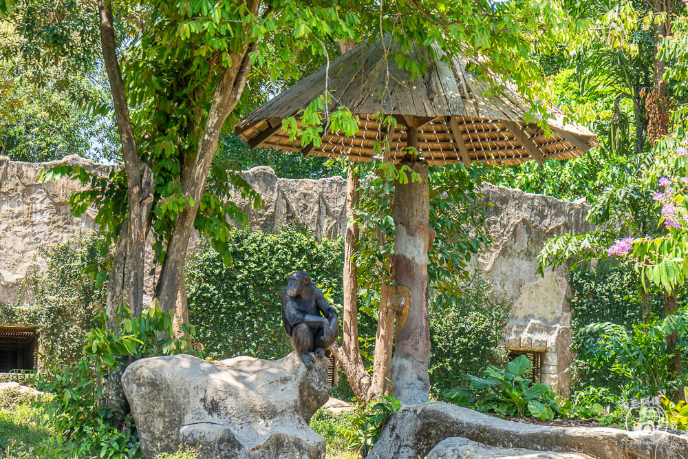 珍珠野生動物園,Vinpearl Safari Phu Quoc,富國島珍珠野生動物園,富國島景點,富國島北部景點,富國島動物園,富國島必去,富國島旅遊,富國島自由行