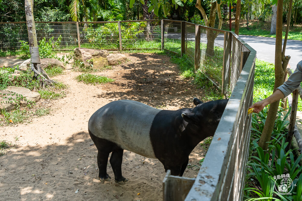 珍珠野生動物園,Vinpearl Safari Phu Quoc,富國島珍珠野生動物園,富國島景點,富國島北部景點,富國島動物園,富國島必去,富國島旅遊,富國島自由行