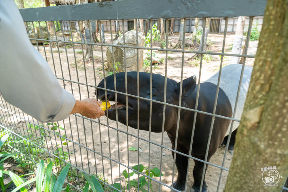 珍珠野生動物園,Vinpearl Safari Phu Quoc,富國島珍珠野生動物園,富國島景點,富國島北部景點,富國島動物園,富國島必去,富國島旅遊,富國島自由行