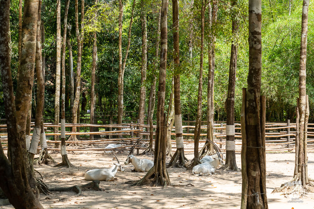 珍珠野生動物園,Vinpearl Safari Phu Quoc,富國島珍珠野生動物園,富國島景點,富國島北部景點,富國島動物園,富國島必去,富國島旅遊,富國島自由行