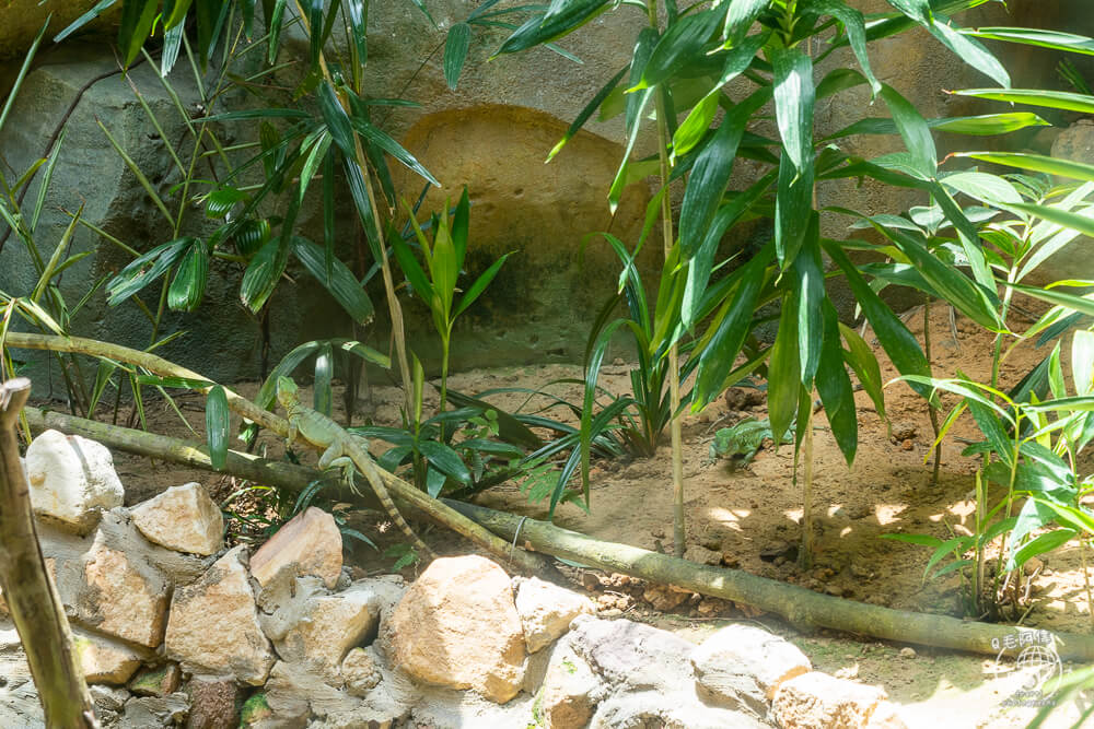 珍珠野生動物園,Vinpearl Safari Phu Quoc,富國島珍珠野生動物園,富國島景點,富國島北部景點,富國島動物園,富國島必去,富國島旅遊,富國島自由行