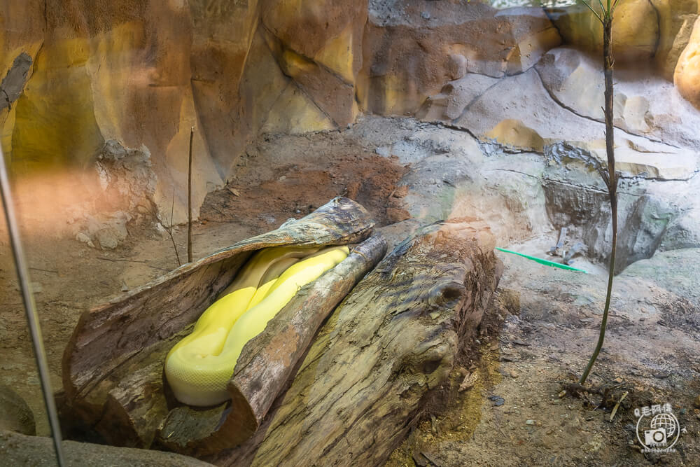 珍珠野生動物園,Vinpearl Safari Phu Quoc,富國島珍珠野生動物園,富國島景點,富國島北部景點,富國島動物園,富國島必去,富國島旅遊,富國島自由行