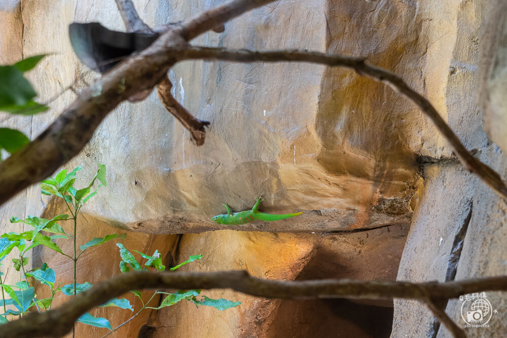 珍珠野生動物園,Vinpearl Safari Phu Quoc,富國島珍珠野生動物園,富國島景點,富國島北部景點,富國島動物園,富國島必去,富國島旅遊,富國島自由行