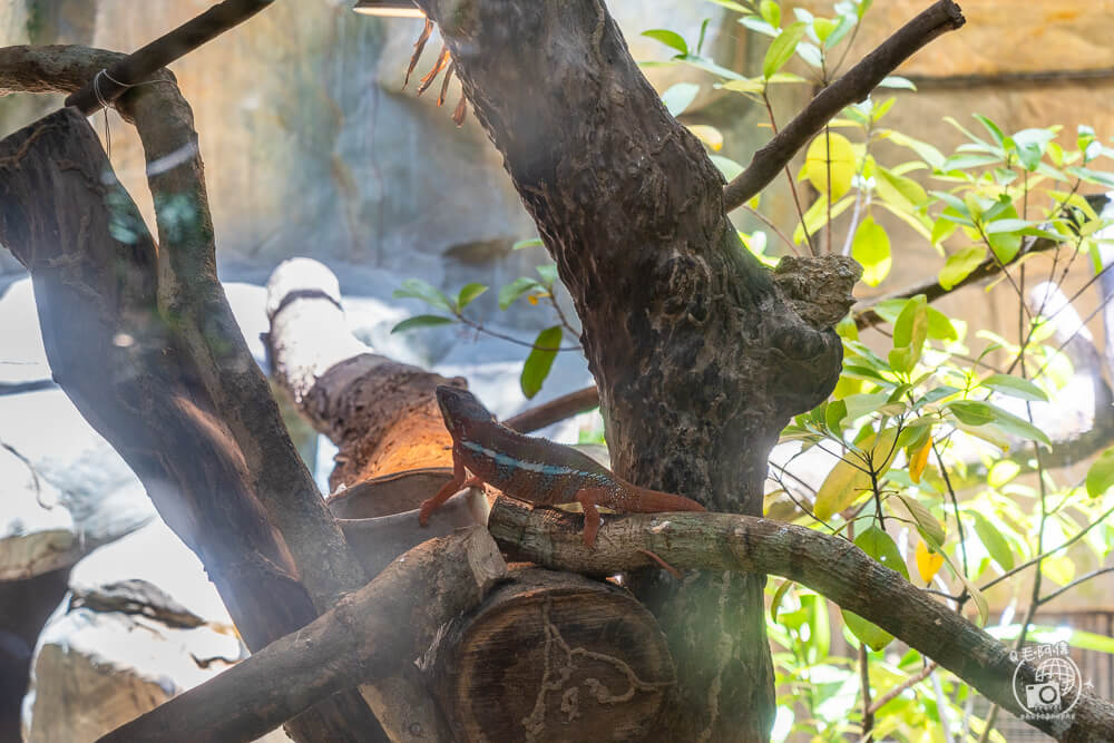 珍珠野生動物園,Vinpearl Safari Phu Quoc,富國島珍珠野生動物園,富國島景點,富國島北部景點,富國島動物園,富國島必去,富國島旅遊,富國島自由行