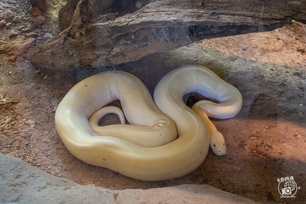 珍珠野生動物園,Vinpearl Safari Phu Quoc,富國島珍珠野生動物園,富國島景點,富國島北部景點,富國島動物園,富國島必去,富國島旅遊,富國島自由行