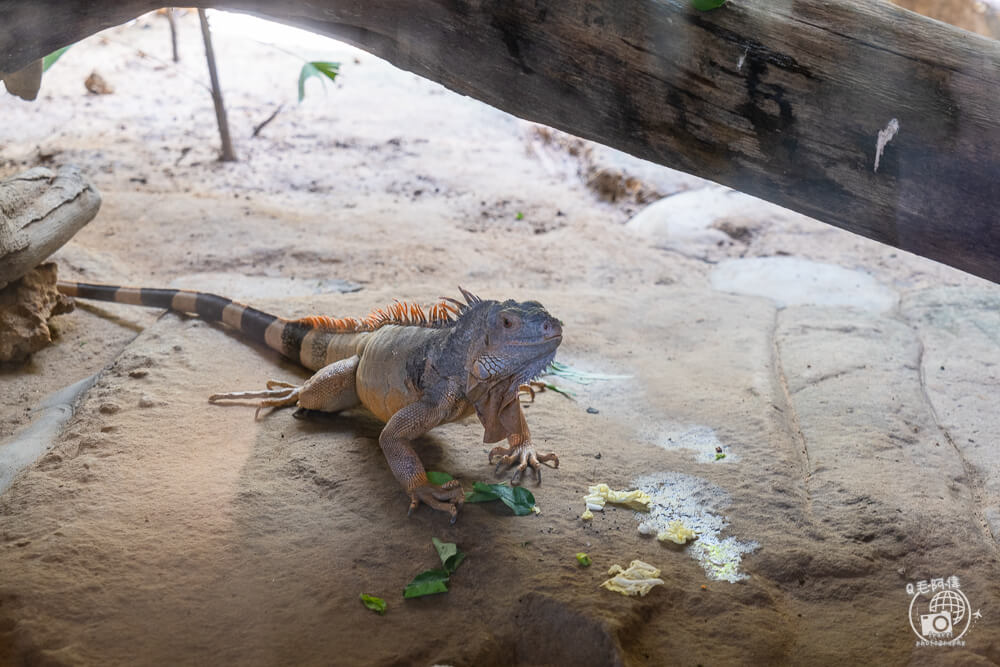 珍珠野生動物園,Vinpearl Safari Phu Quoc,富國島珍珠野生動物園,富國島景點,富國島北部景點,富國島動物園,富國島必去,富國島旅遊,富國島自由行