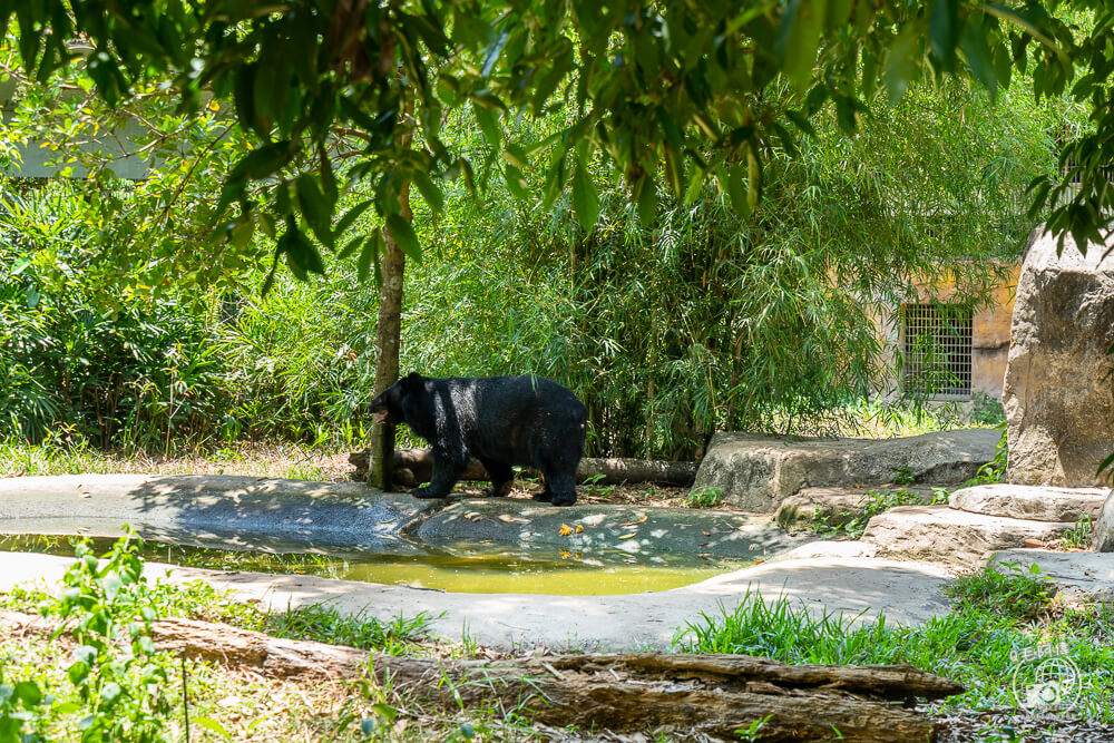 珍珠野生動物園,Vinpearl Safari Phu Quoc,富國島珍珠野生動物園,富國島景點,富國島北部景點,富國島動物園,富國島必去,富國島旅遊,富國島自由行