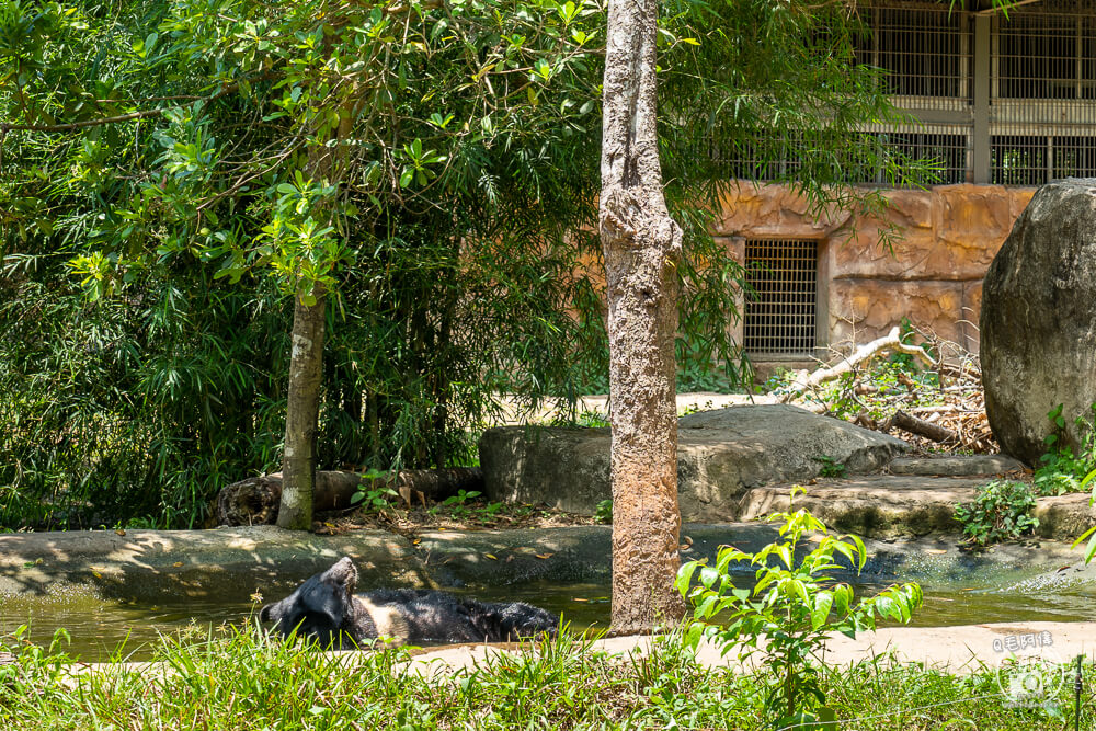 珍珠野生動物園,Vinpearl Safari Phu Quoc,富國島珍珠野生動物園,富國島景點,富國島北部景點,富國島動物園,富國島必去,富國島旅遊,富國島自由行