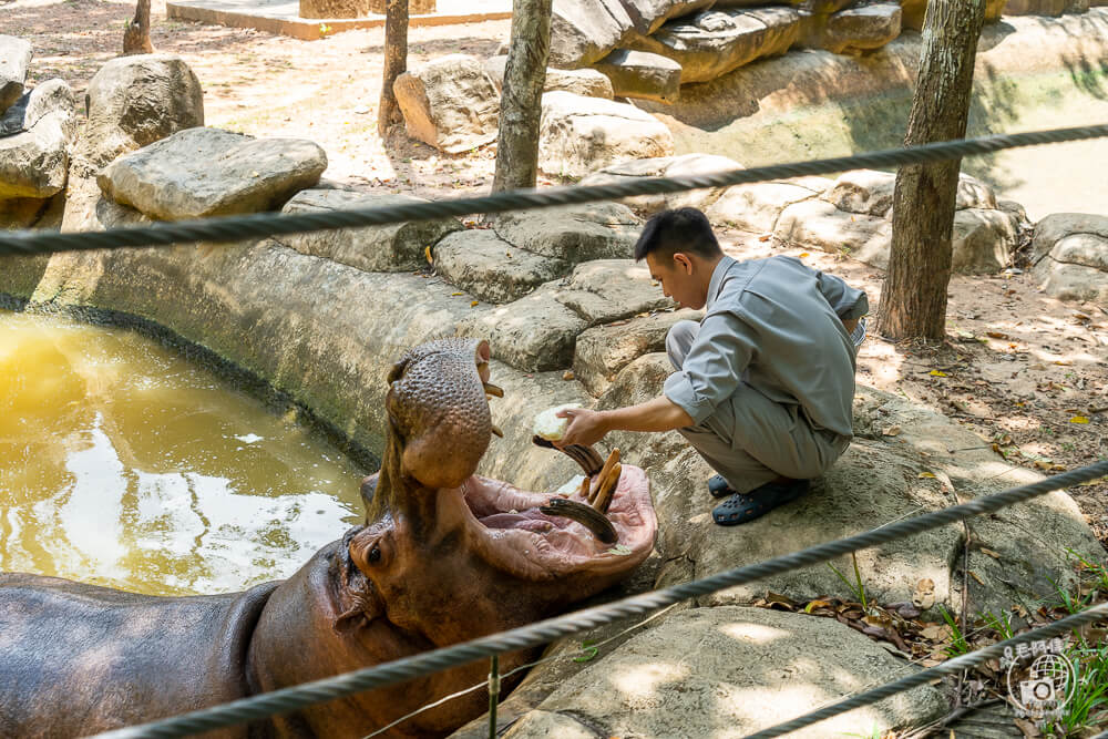 珍珠野生動物園,Vinpearl Safari Phu Quoc,富國島珍珠野生動物園,富國島景點,富國島北部景點,富國島動物園,富國島必去,富國島旅遊,富國島自由行