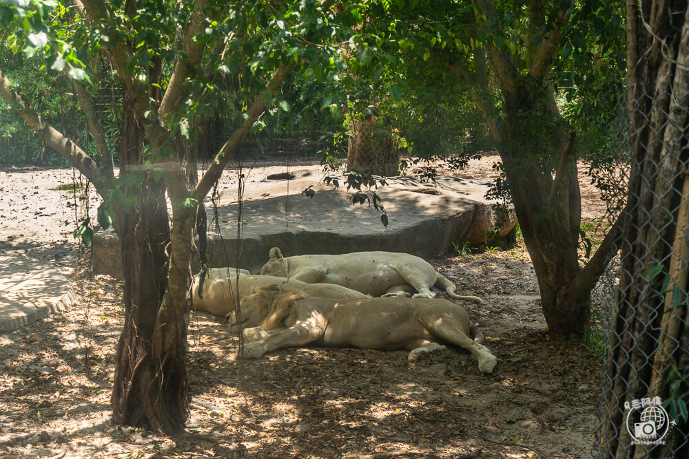 珍珠野生動物園,Vinpearl Safari Phu Quoc,富國島珍珠野生動物園,富國島景點,富國島北部景點,富國島動物園,富國島必去,富國島旅遊,富國島自由行