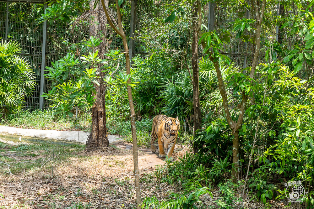 珍珠野生動物園,Vinpearl Safari Phu Quoc,富國島珍珠野生動物園,富國島景點,富國島北部景點,富國島動物園,富國島必去,富國島旅遊,富國島自由行