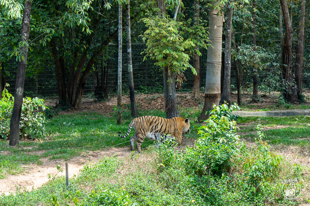 珍珠野生動物園,Vinpearl Safari Phu Quoc,富國島珍珠野生動物園,富國島景點,富國島北部景點,富國島動物園,富國島必去,富國島旅遊,富國島自由行