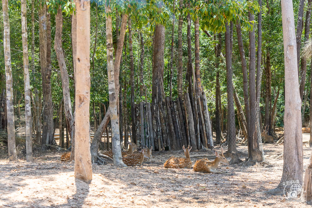 珍珠野生動物園,Vinpearl Safari Phu Quoc,富國島珍珠野生動物園,富國島景點,富國島北部景點,富國島動物園,富國島必去,富國島旅遊,富國島自由行