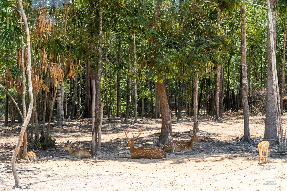 珍珠野生動物園,Vinpearl Safari Phu Quoc,富國島珍珠野生動物園,富國島景點,富國島北部景點,富國島動物園,富國島必去,富國島旅遊,富國島自由行